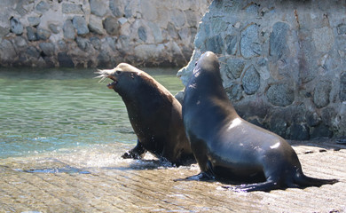 Male California Sea Lions fighting on the marina boat launch in Cabo San Lucas Baja Mexico BCS MEX