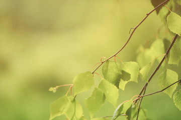 Sunny young green spring leaves of birch tree, natural eco seasonal background with copy space