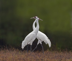 Crane Crossing - Two adult whooping cranes cross in opposite directions providing maximum oversight for predators and other threats. 