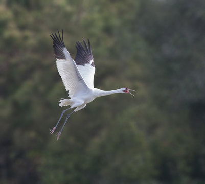 Siren Squawk - An adult whooping crane sounds the alarm with a squawk to other family members about nearby danger and takes flight.