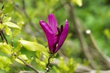 Magnolia Blossom