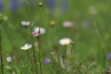 Daisy - Bellis perennis © Michael Knöbl