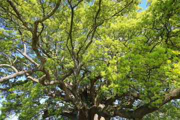 徳島県東みよし町　加茂の大クス