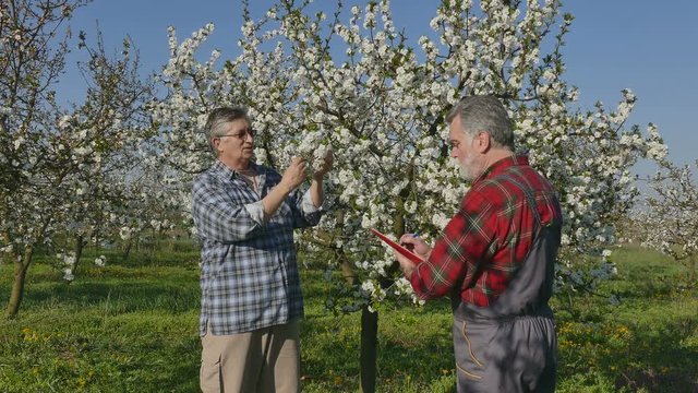 Agronomist and farmer examining blooming cherry trees in orchard, and writing