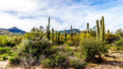 Fototapeta na wymiar Group of Saguaru cactuses standing in a circle among desert shrubs in the winter desert landscape of Tonto National Forest in Maricopa County, Arizona in the United States of America