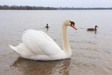 Ducks and swans swim in the lake during the day.