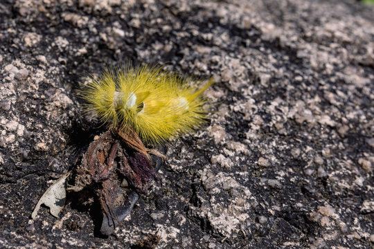 Yellow furry caterpillar on stone