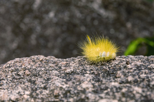 Yellow furry caterpillar on stone