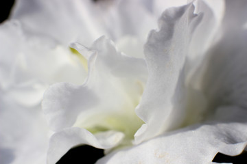 Fototapeta na wymiar white flower, flower macro, Azalea