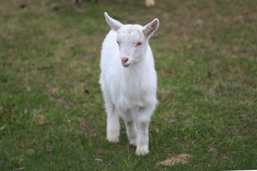 Obraz premium A goat with goats will go to the yard