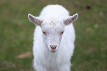 A goat with goats will go to the yard