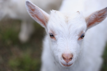 Obraz premium A goat with goats will go to the yard