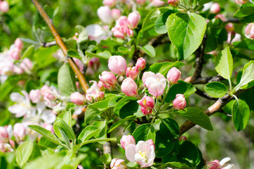 Wild apple tree flowers