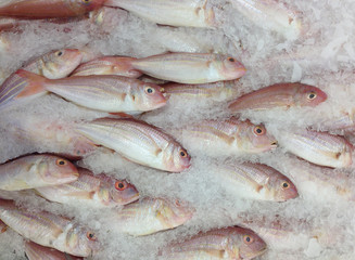 Frozen fish in the market