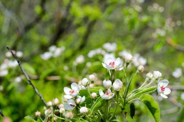 Wild apple tree flowers