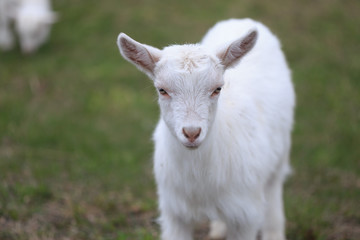 Naklejka na ściany i meble A goat with goats will go to the yard