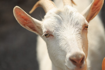 Obraz premium A goat with goats will go to the yard