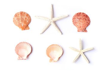 Group of shell on white background