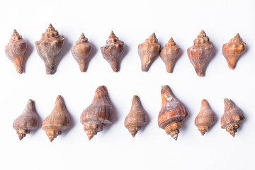 Group of shell on white background