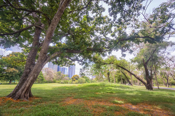 walking path and bike trail in public park.