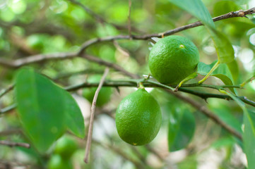 Fresh green limes raw lemon hanging on tree in garden, limes cultivation
