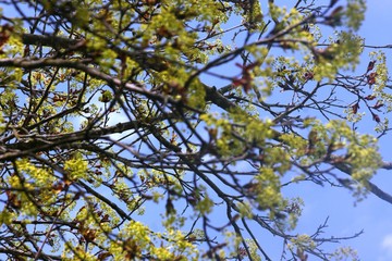 maple tree in spring