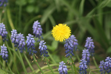 dandelions and hyacinth