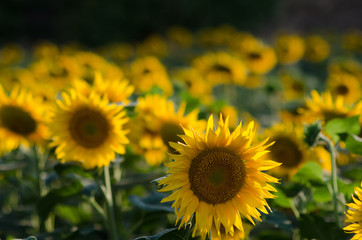 Sonnenblumen Provence