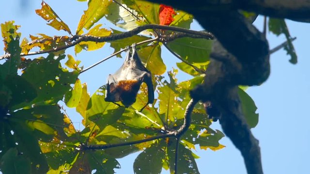 Flying foxes hanging on a tree branch and washing up, slow motion