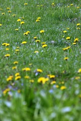 tip toe through the dandelions....?
