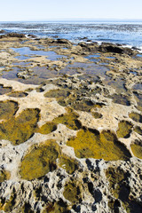 Tidal pools. Botanical Beach, Vancouver island, BC, Canada