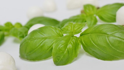Basil and mozzarella on white background
