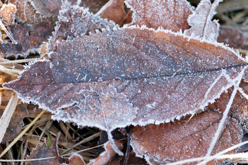 Laub mit Raureif