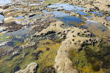 Tidal pools. Botanical Beach, Vancouver island, BC, Canada