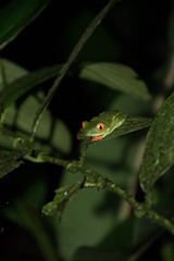 Red eyed frog posed in a leaf at night