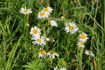 Fototapeta premium Chamomile flowers on summer meadow