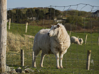 Sheep in a field behind a mesh metal fence.