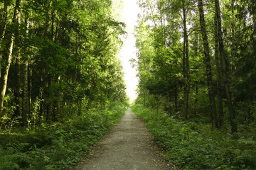 Fototapeta na wymiar Green forest way for active walk and sunlight