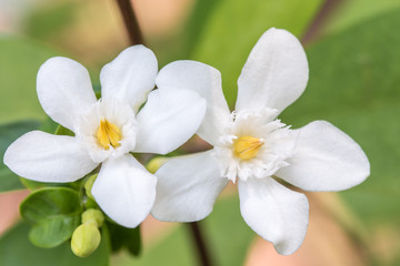 White flowers, Wrightia antidysenterica, Coral swirl.