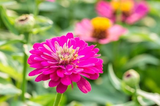 Beautiful Pink Zinnia Flower.