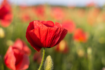 Obraz premium Poppy field