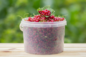 red currants in the bucket