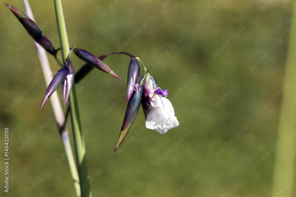 Wall mural Water plant bent alligator-flag in bloom