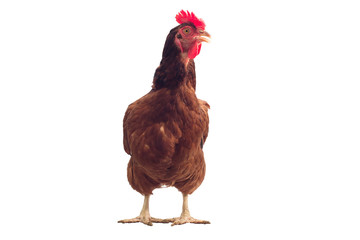 brown hen isolated on white, studio shot