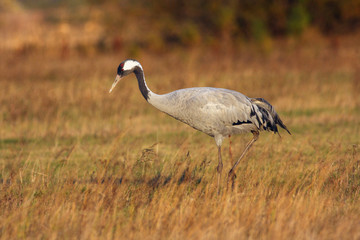 The common crane (Grus grus) on the meadow in autumn colors at sunset