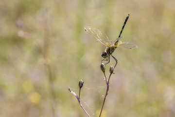 dragonfly outdoor on wet morning