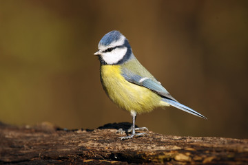 Obraz premium The Eurasian blue tit (Cyanistes caeruleus) sitting on the trunk with brown background