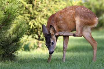 The European roe deer (Capreolus capreolus) walking along the grass and scratching his foot behind his ear