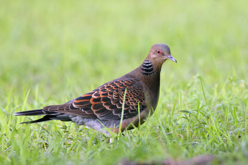 The Oriental turtle dove or rufous turtle dove (Streptopelia orientalis) sitting on the grass