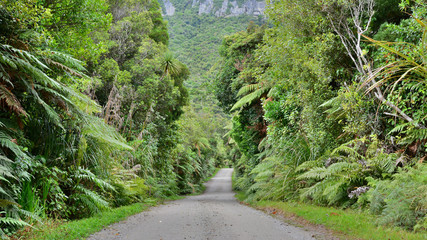 Track through the rainforest © Hortigüela